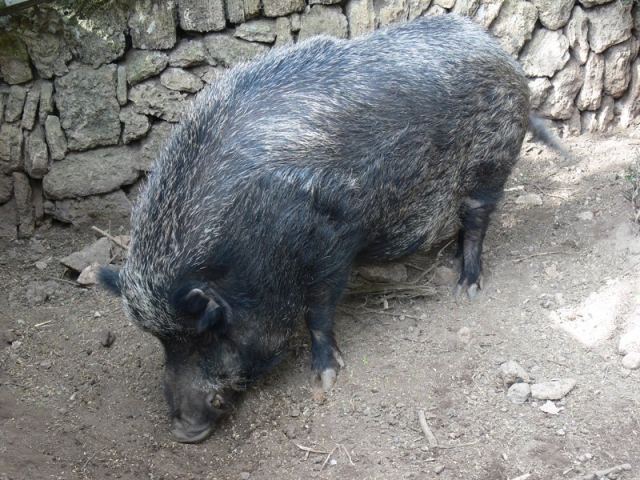 Nuestro jabalí